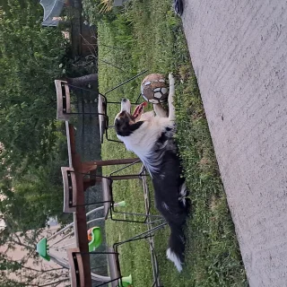 Photo de Sloupy - Chien