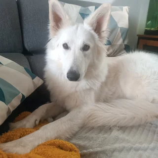 Photo de Végane - Chien