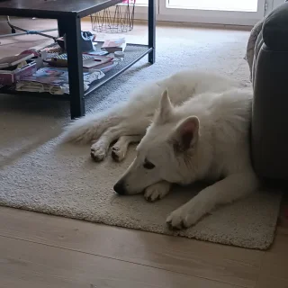 Photo de Végane - Chien