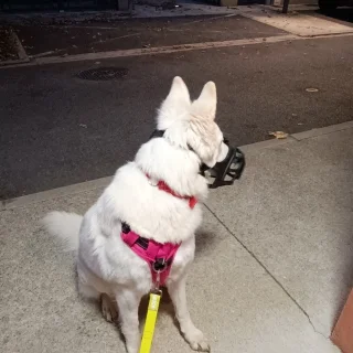 Photo de Végane - Chien